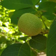 4 razones para usar granallado con cáscara de nuez