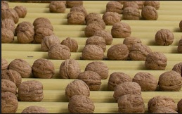 plasticos biodegradables cascara nuez