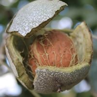 4 razones para usar granallado con cáscara de nuez